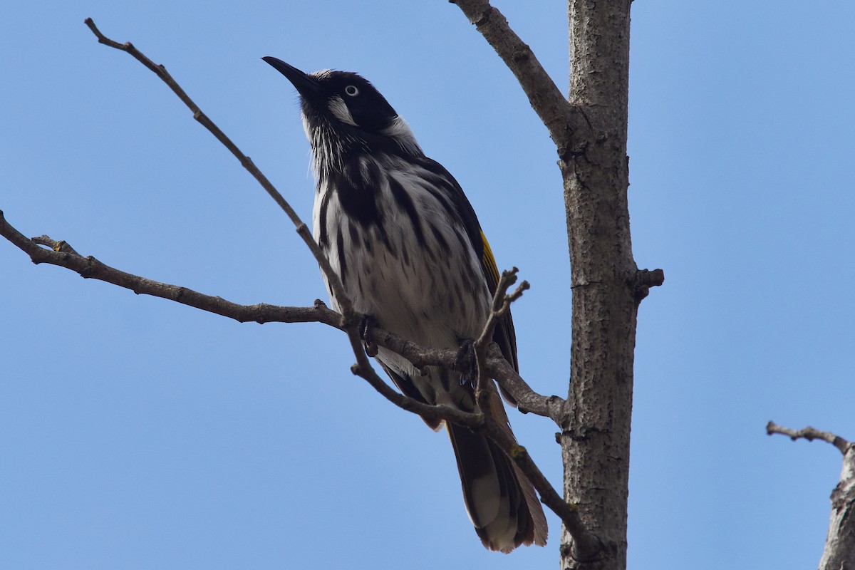 New Holland Honeyeater - ML567614781