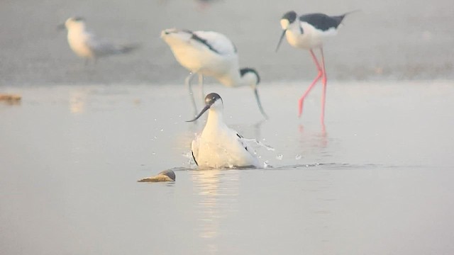 Pied Avocet - ML567615971