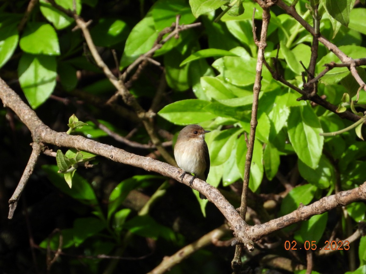 African Dusky Flycatcher - ML567617461