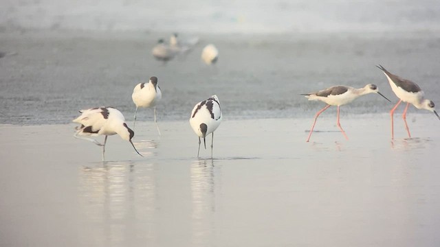 Pied Avocet - ML567617661