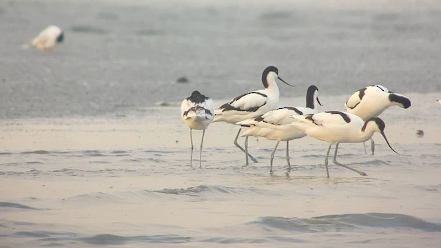 Pied Avocet - ML567617671