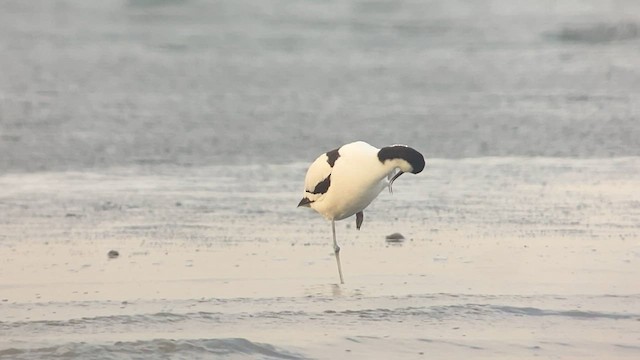 Pied Avocet - ML567617681