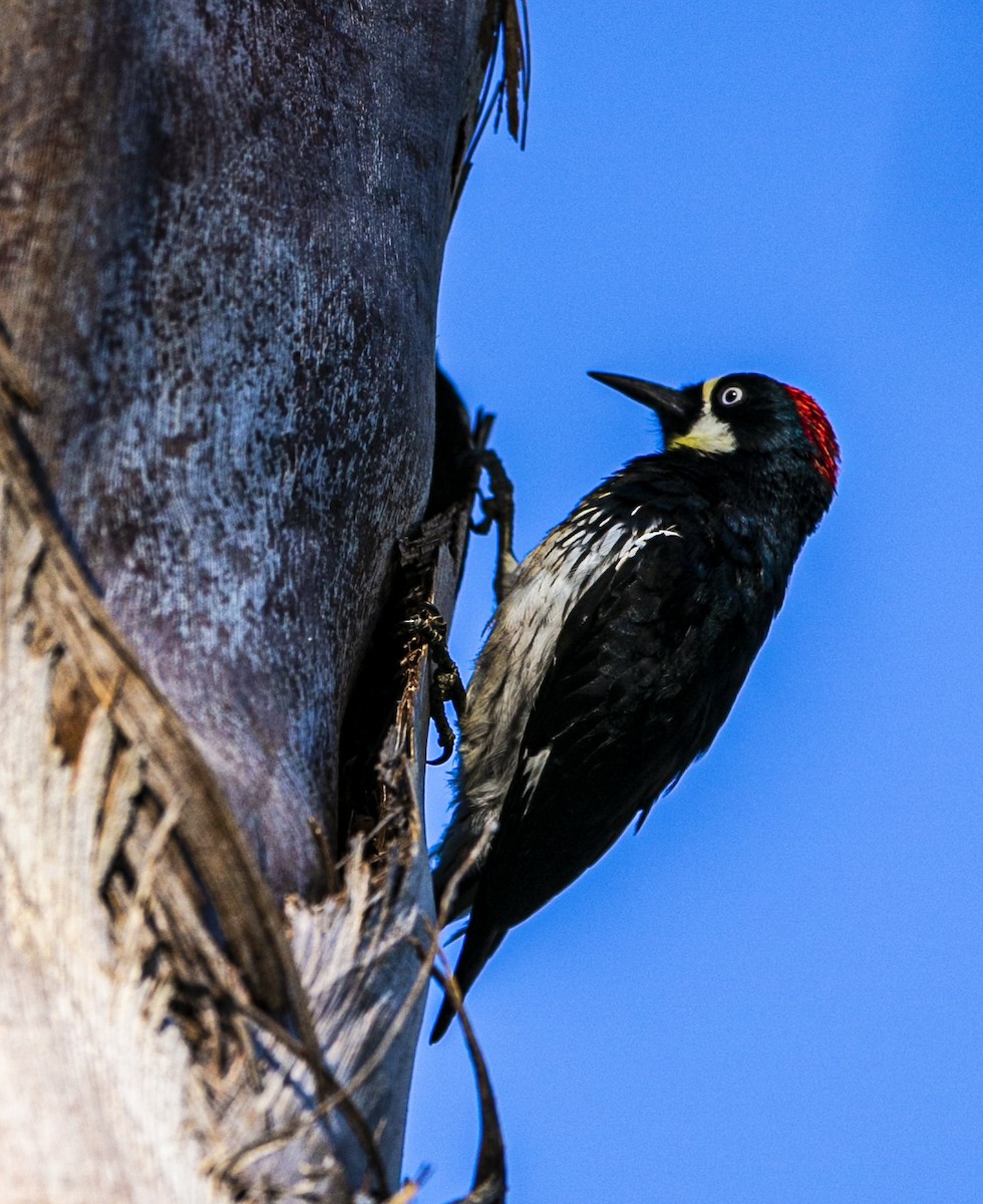 Acorn Woodpecker - ML567618011