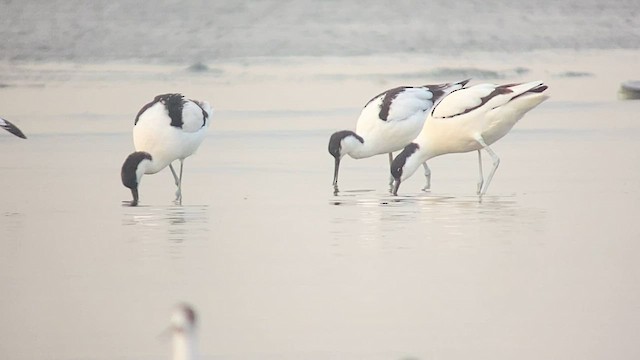 Pied Avocet - ML567618071