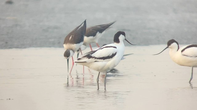 Pied Avocet - ML567618081