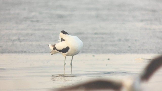 Pied Avocet - ML567618091