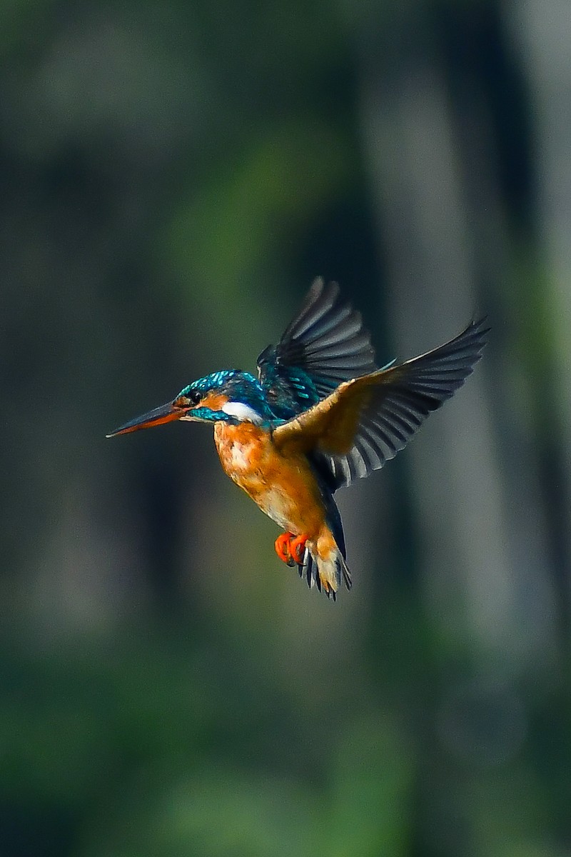 Common Kingfisher - Krishnankutty KN