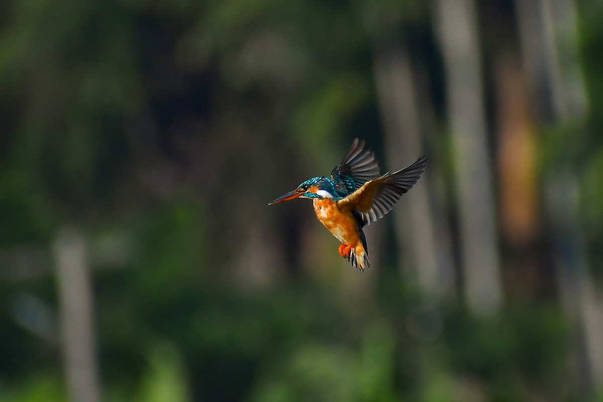 Common Kingfisher - Krishnankutty KN