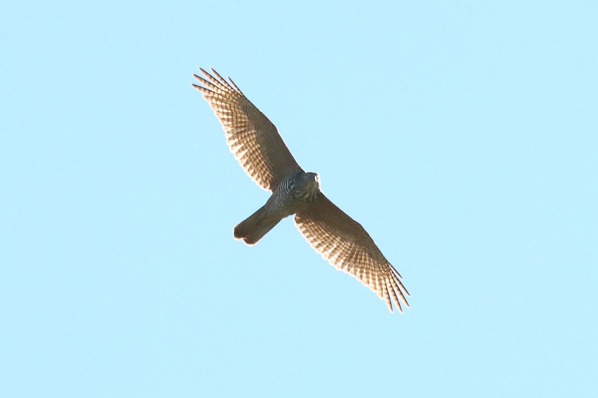 Brown Goshawk - ML567621091