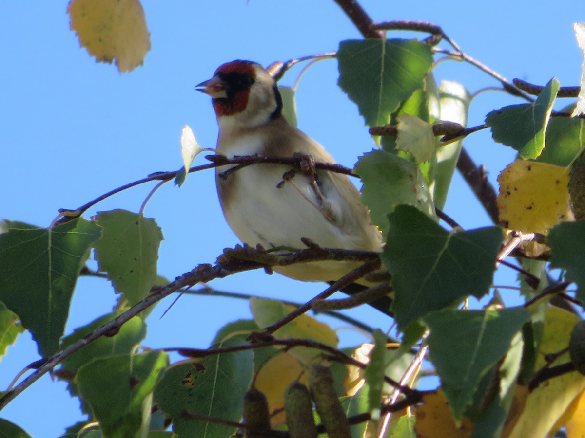 European Goldfinch - ML567621141