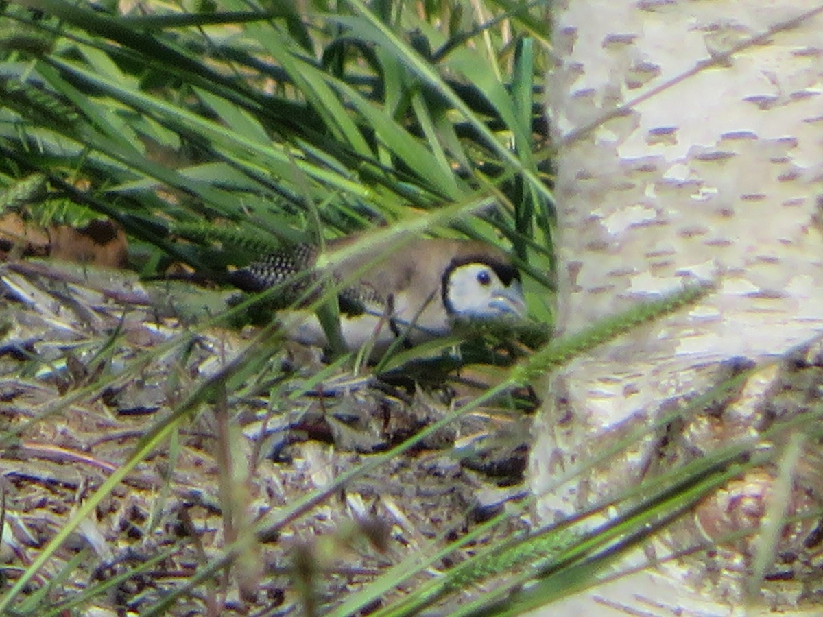 Double-barred Finch - ML567621151