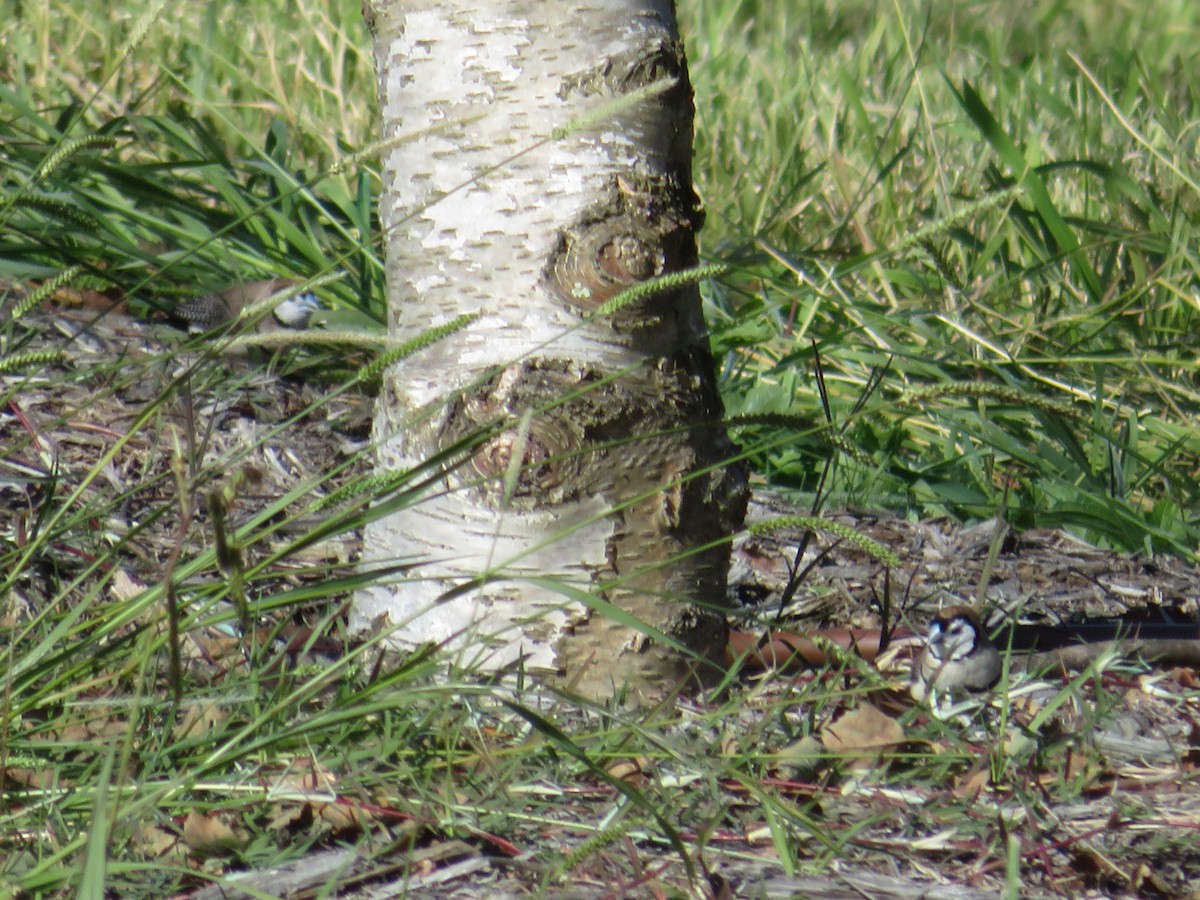 Double-barred Finch - ML567621171