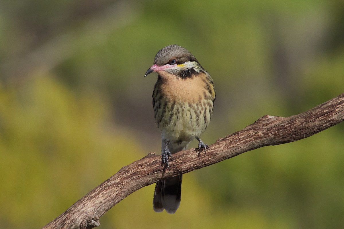 Spiny-cheeked Honeyeater - ML567621261