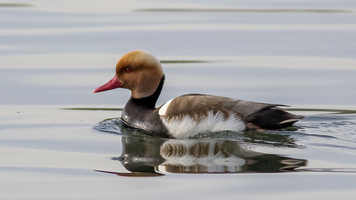 Red-crested Pochard - ML567621301