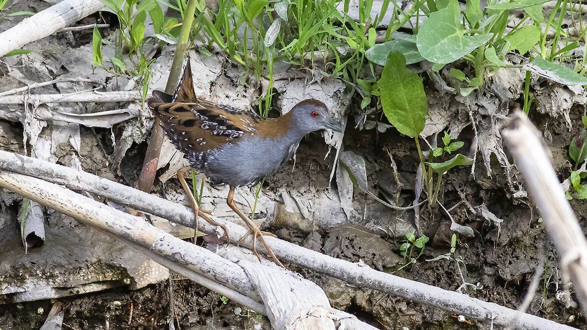 Baillon's Crake - ML567621351