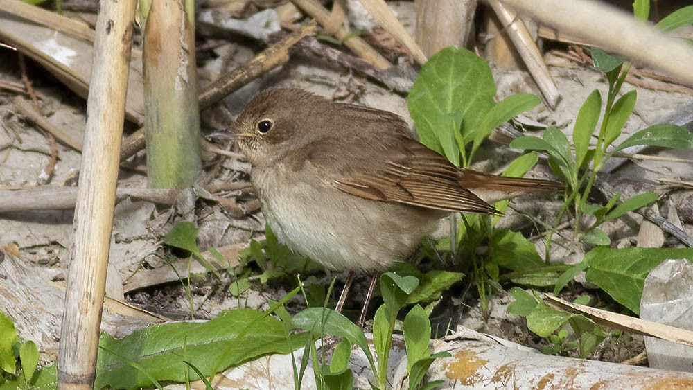 Thrush Nightingale - ML567621461