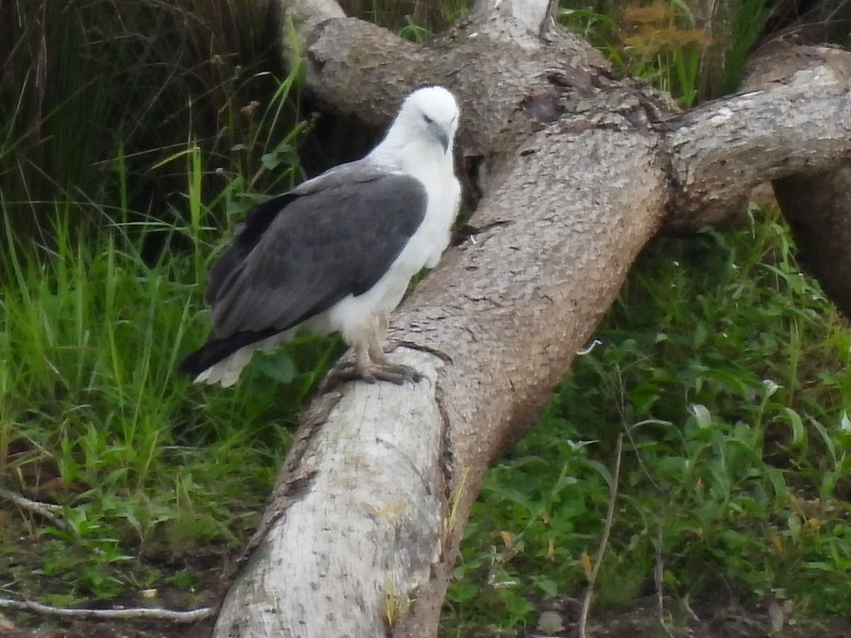 White-bellied Sea-Eagle - ML567621481