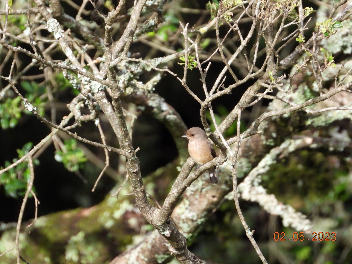 African Dusky Flycatcher - ML567621951