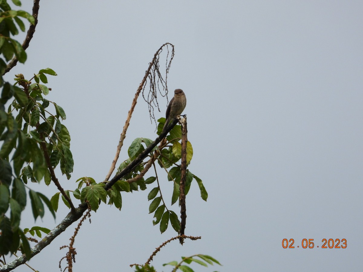 Pale Flycatcher - ML567622071