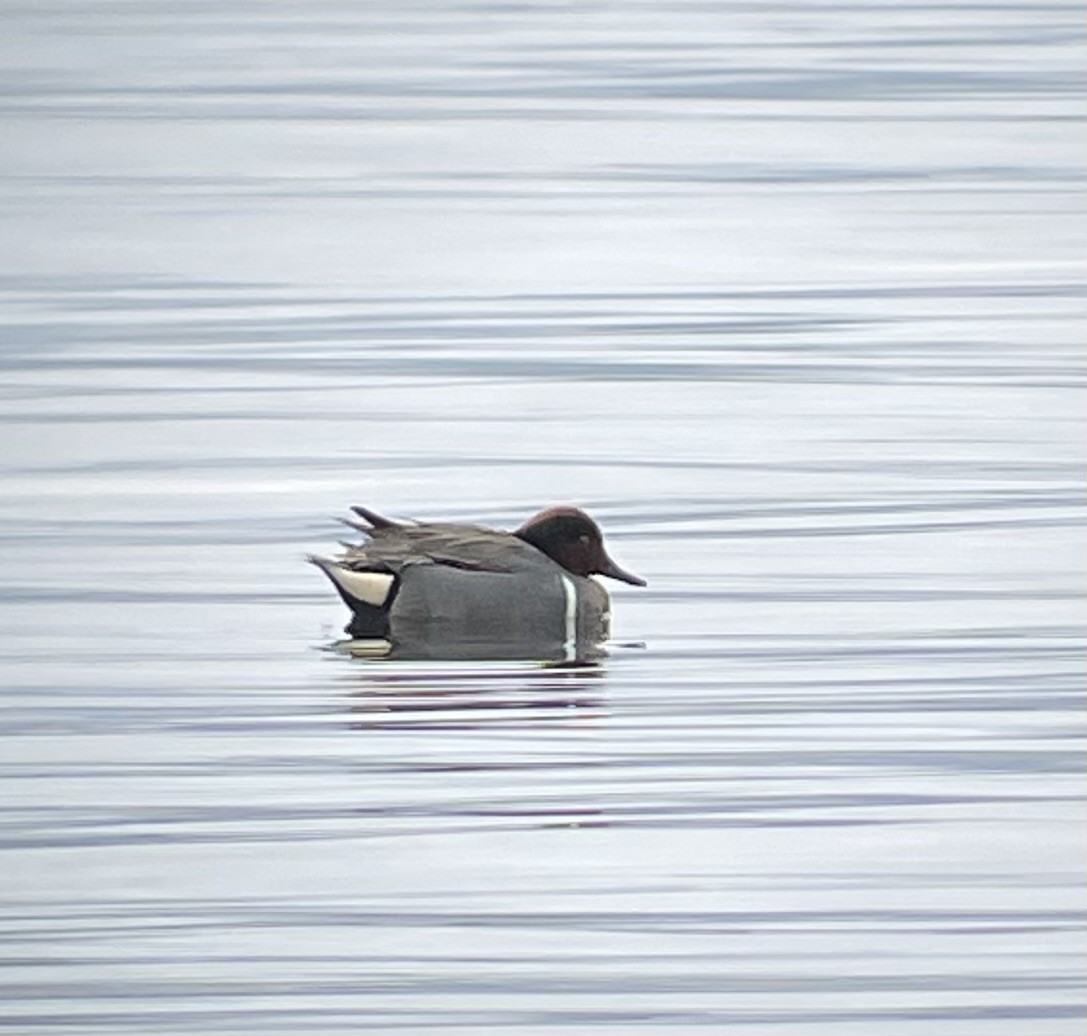 Green-winged Teal - ML567622171