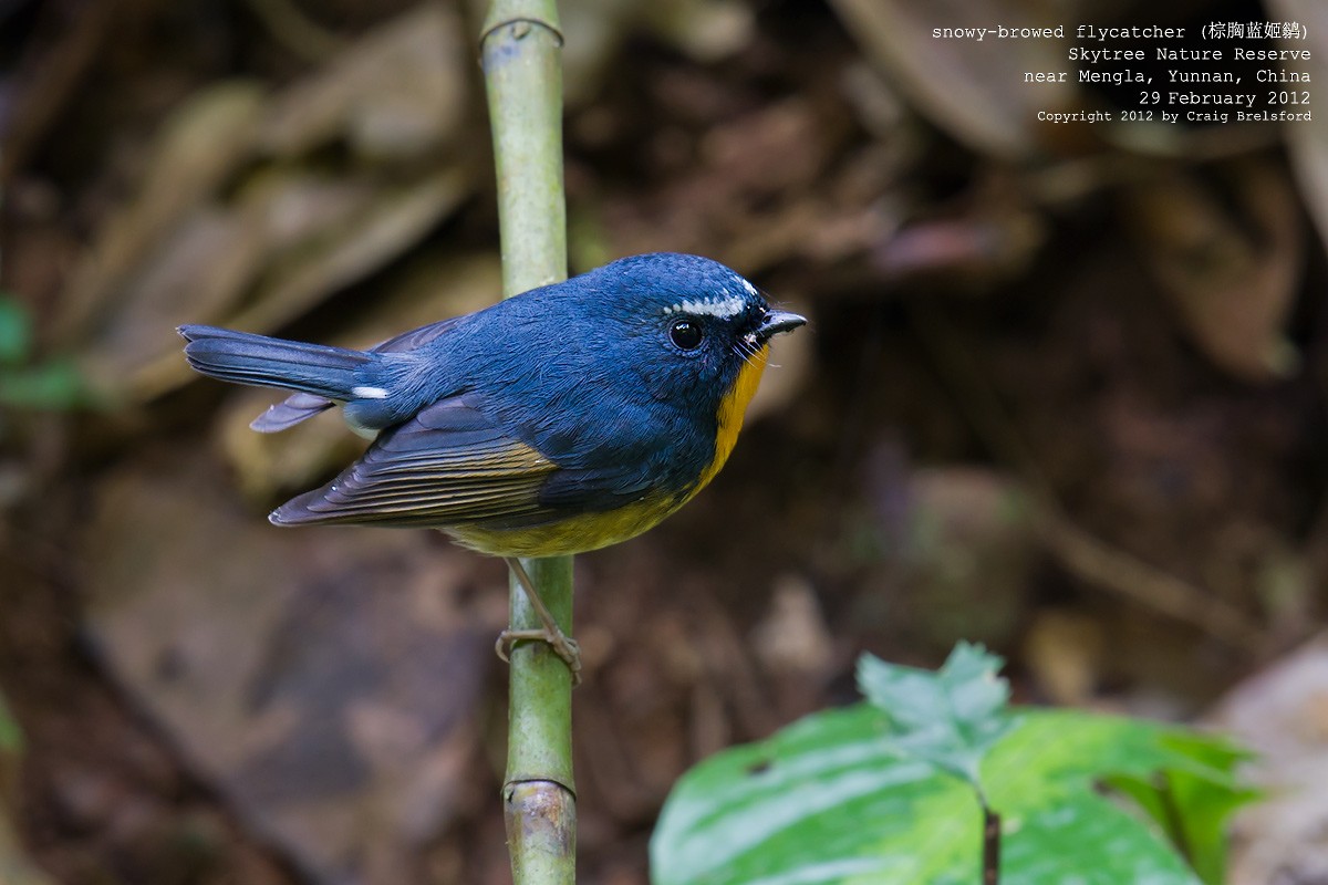 Snowy-browed Flycatcher - Craig Brelsford