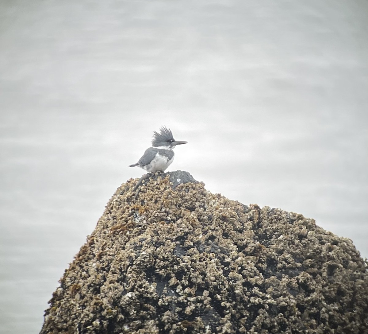 Belted Kingfisher - ML567622531