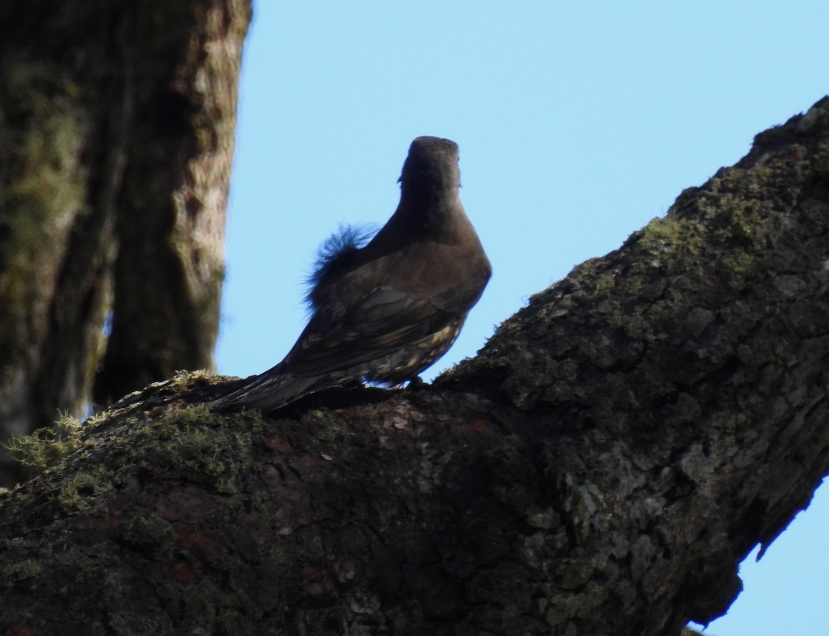 White-throated Treecreeper - ML567622801