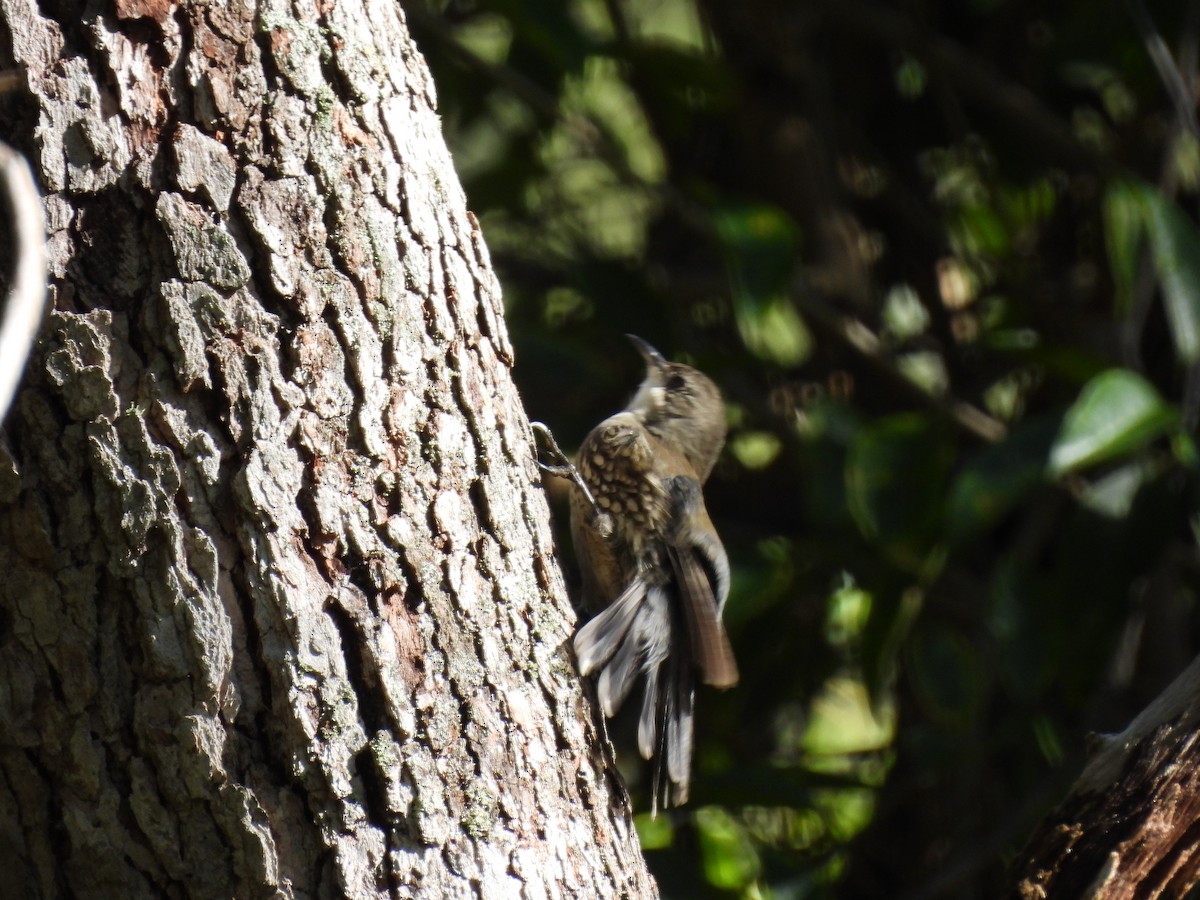 White-throated Treecreeper - ML567622881