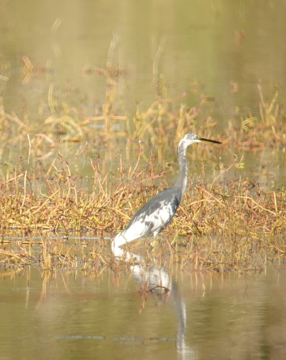 Little Egret (Australasian) - ML567623361