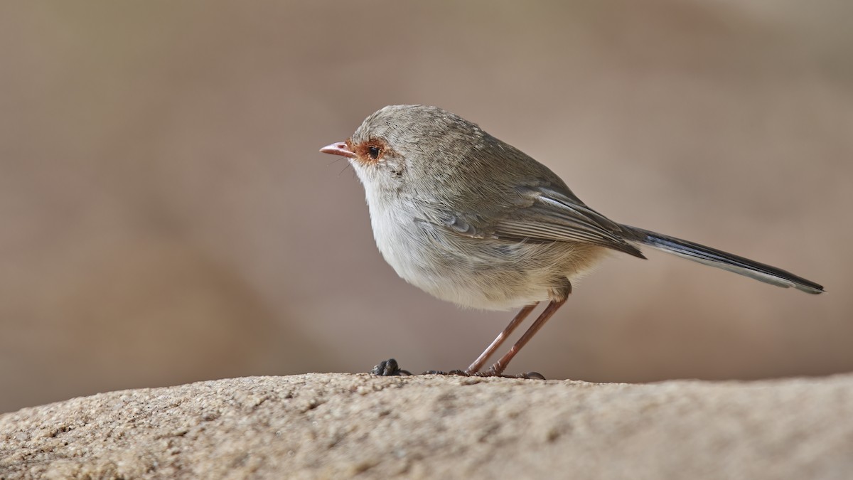 Superb Fairywren - ML567623551