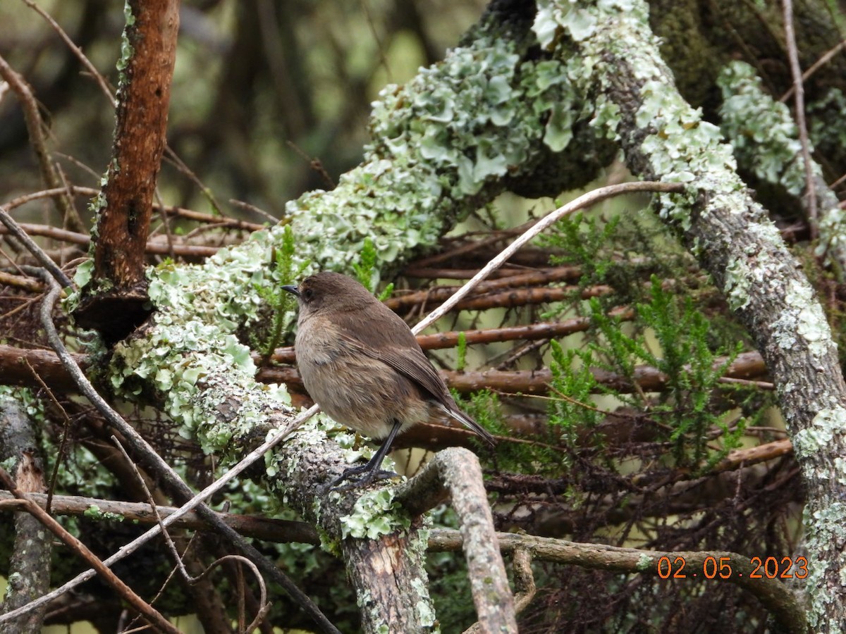 Moorland Chat (Abyssinian) - AC Verbeek