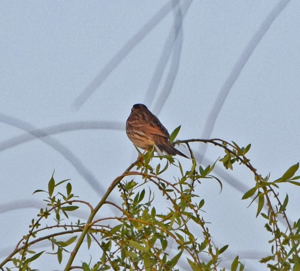 Little Bunting - ML56762431