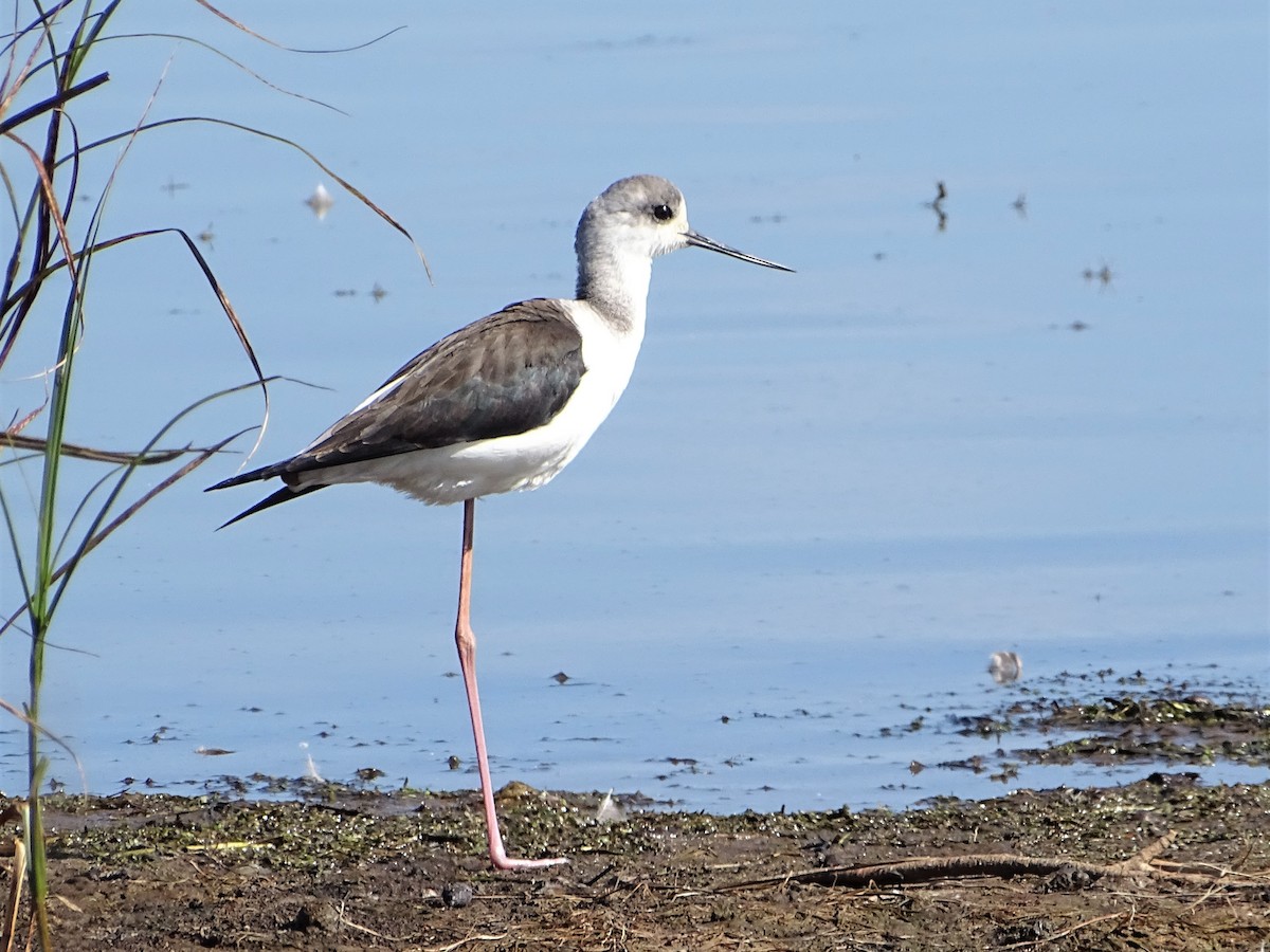 Pied Stilt - ML567624531