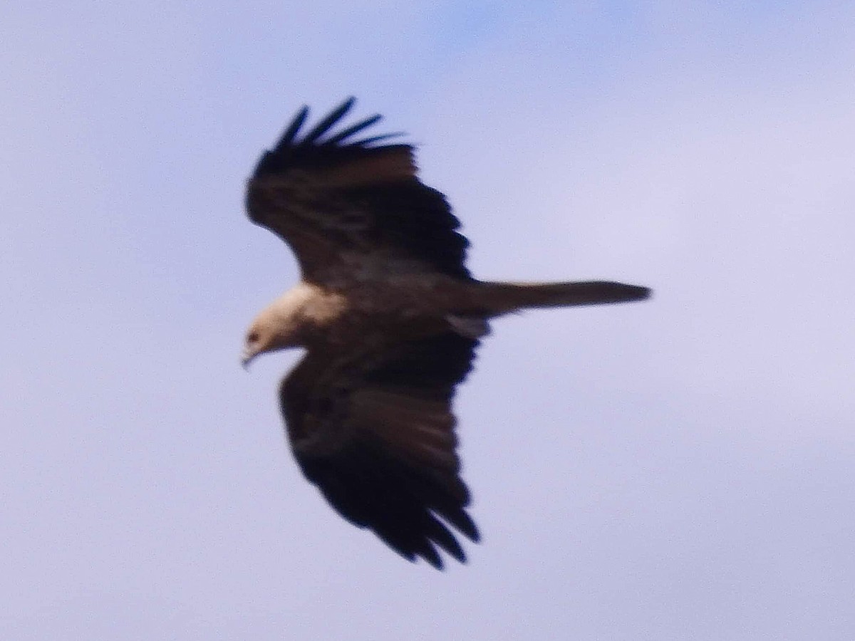 Whistling Kite - ML567624611