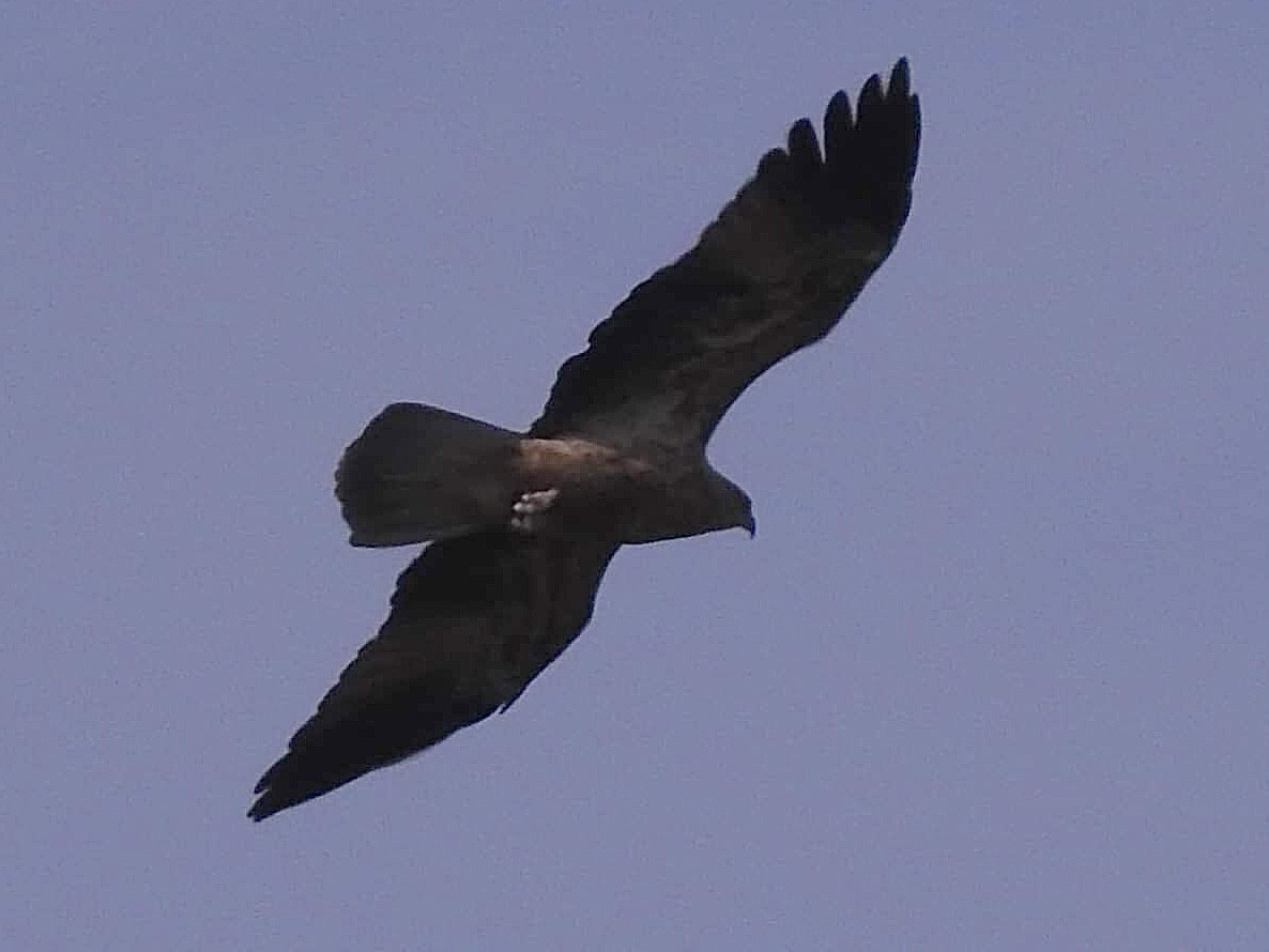 Whistling Kite - ML567624641