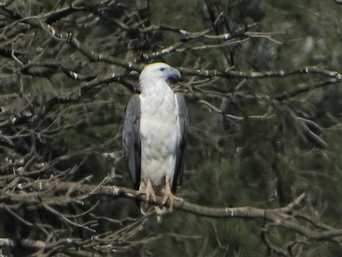 White-bellied Sea-Eagle - ML567625001