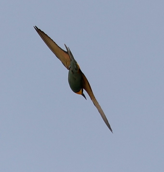 European Bee-eater - ML567625191