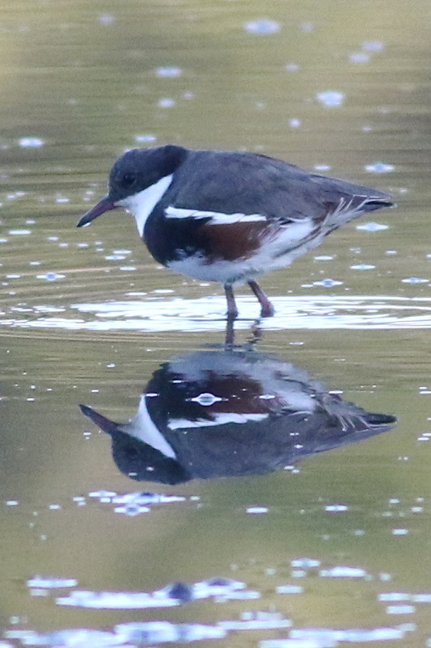 Red-kneed Dotterel - ML567625931