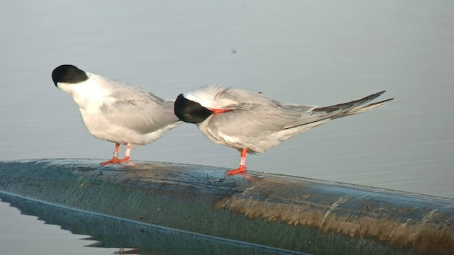 Common Tern - ML567626081