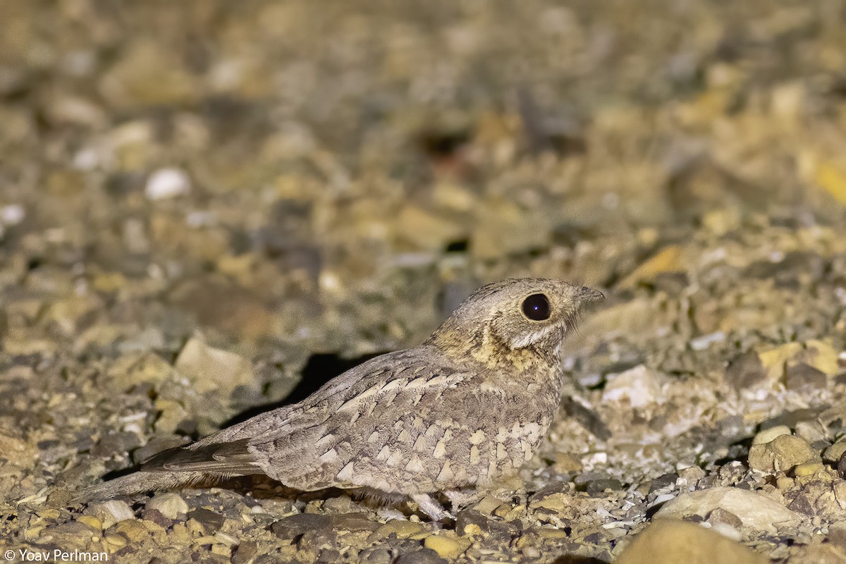 Nubian Nightjar - ML567626181