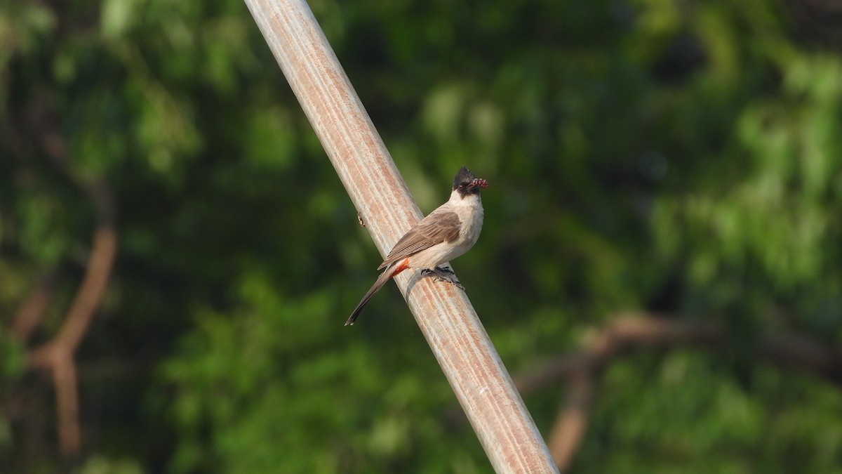 Sooty-headed Bulbul - ML567627381