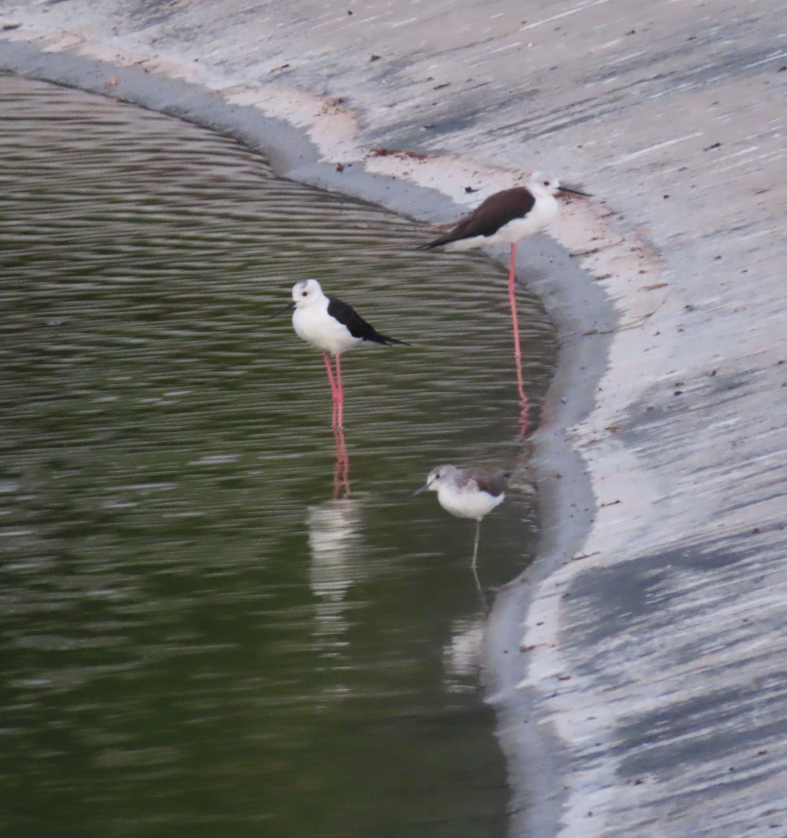 Black-winged Stilt - ML567627501