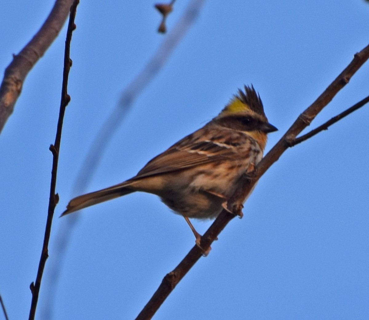 Yellow-throated Bunting - ML56762821