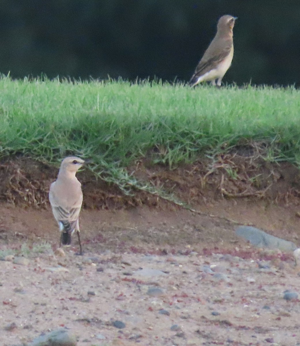 Isabelline Wheatear - ML567628251