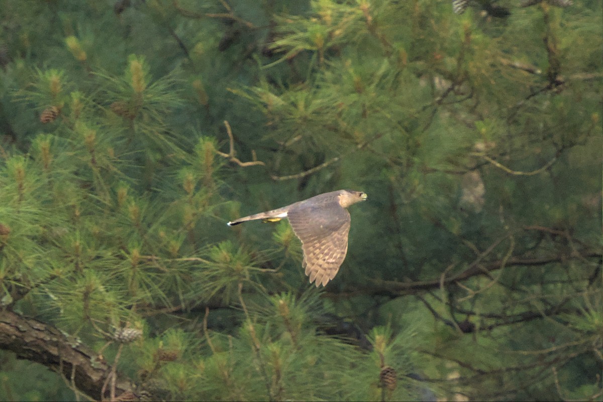 Cooper's Hawk - ML567628431