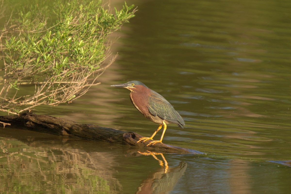 Green Heron - Mark Montazer