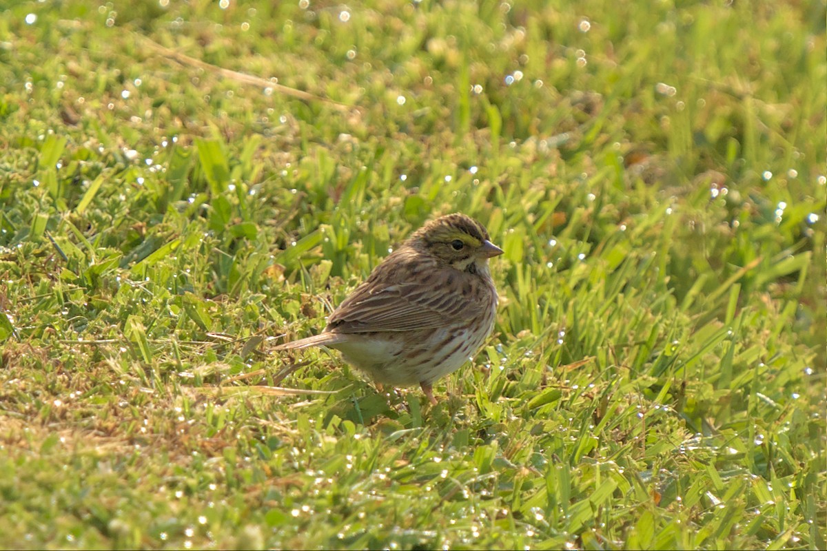 Savannah Sparrow - ML567628461