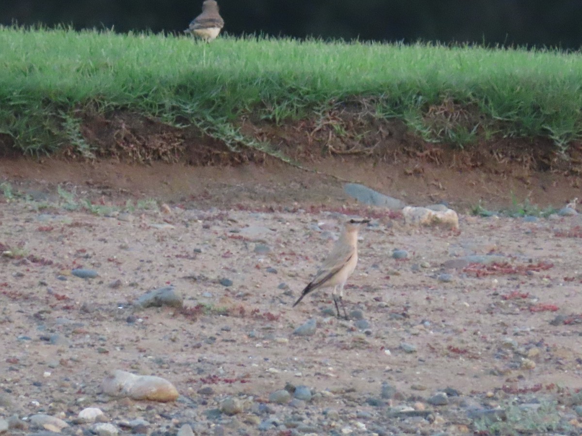 Isabelline Wheatear - ML567628581