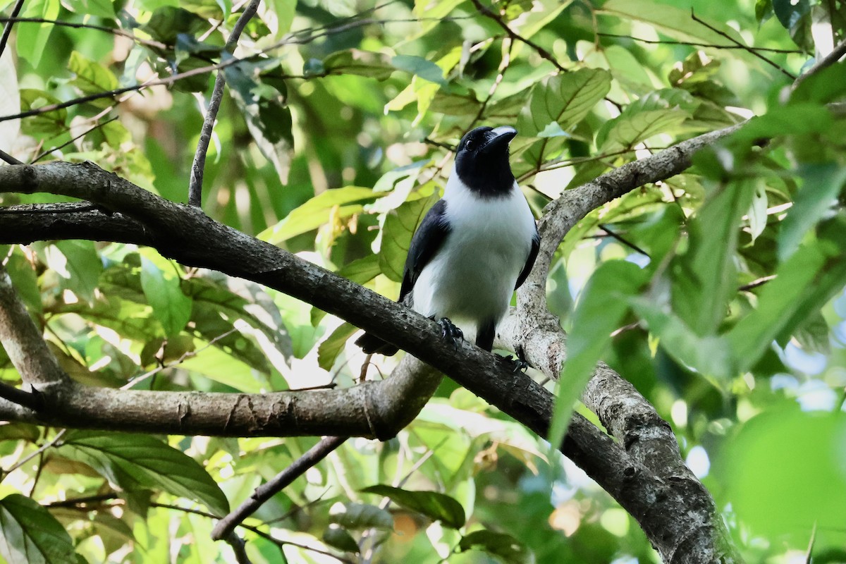 Piping Crow - ML567629021