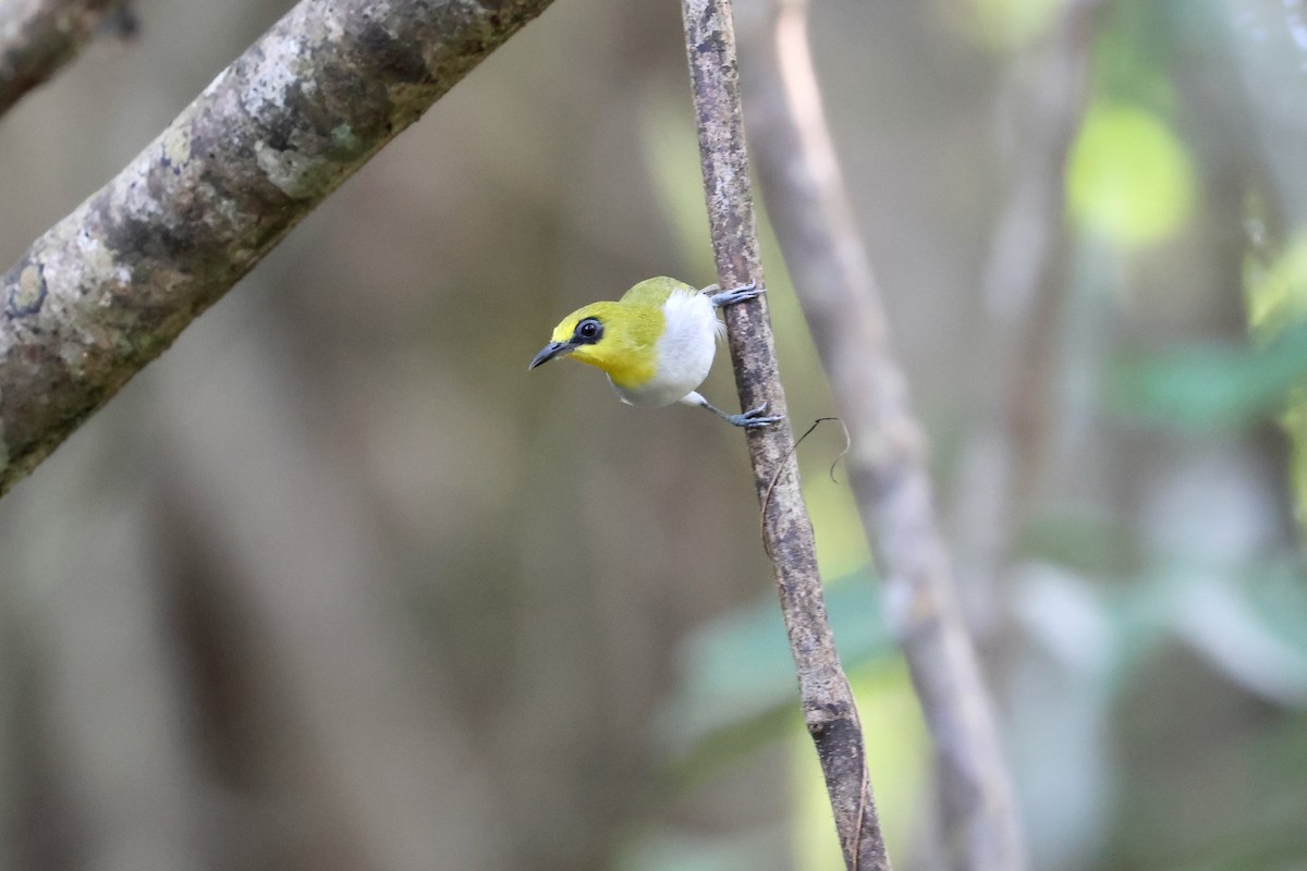 Black-ringed White-eye - ML567629041